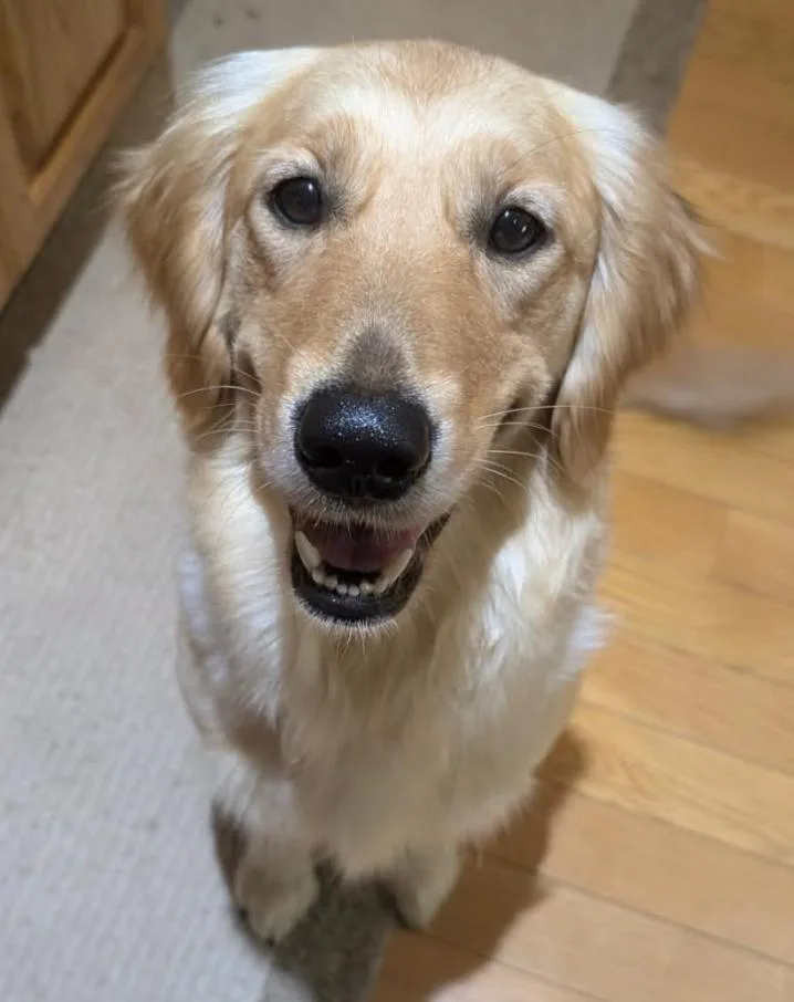 An adult large-sized female Golden Retriever dog named Delyah for adoption in Waterville, OH