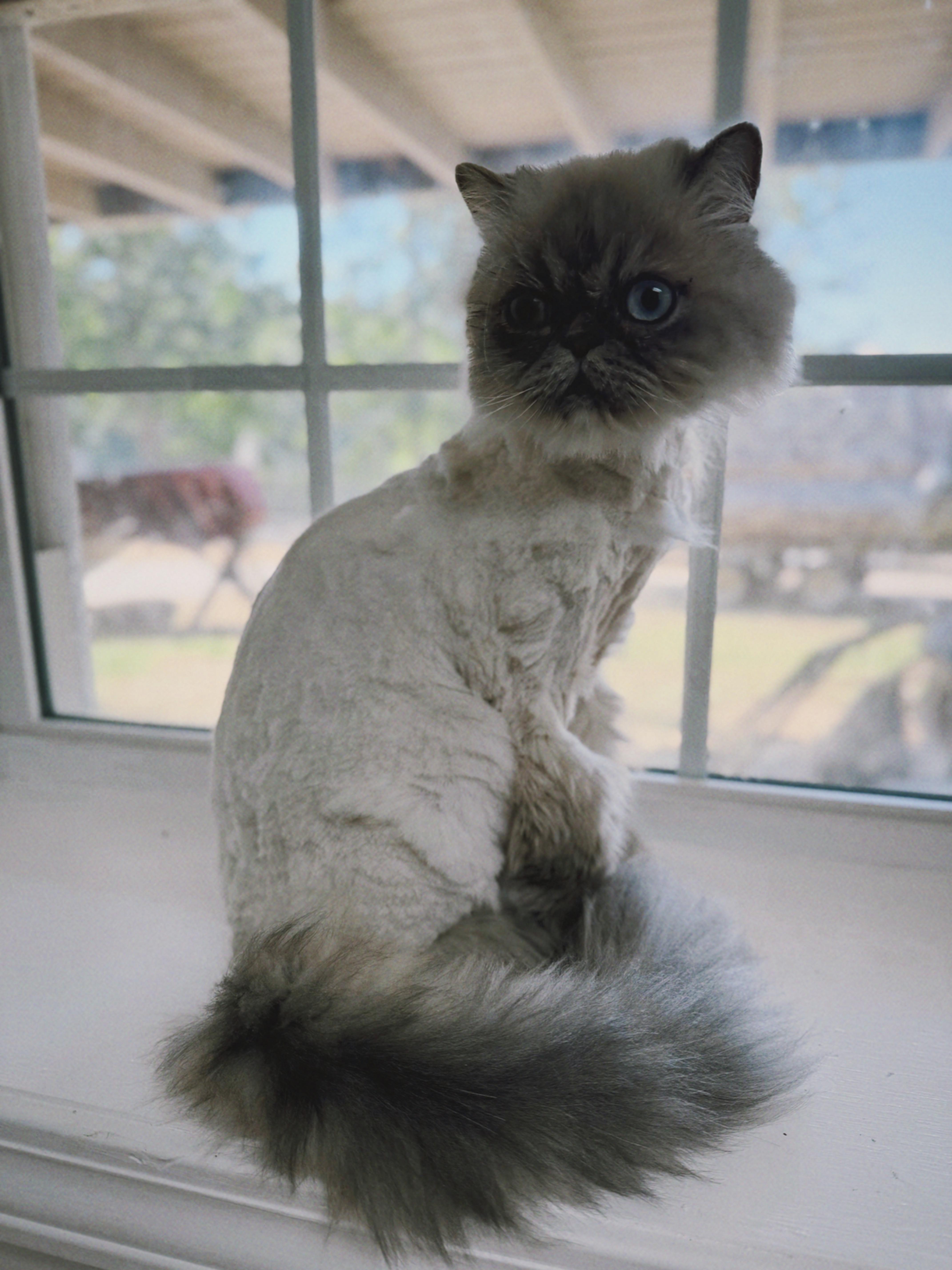 A young medium-sized female Buff / Tan / Fawn Persian cat named Rosaleen for adoption in Nashville, TN