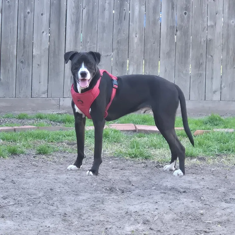 Sammy Davis thumbnail 3