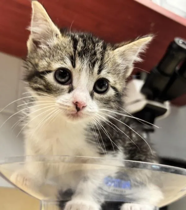 Dumpling thumbnail 2