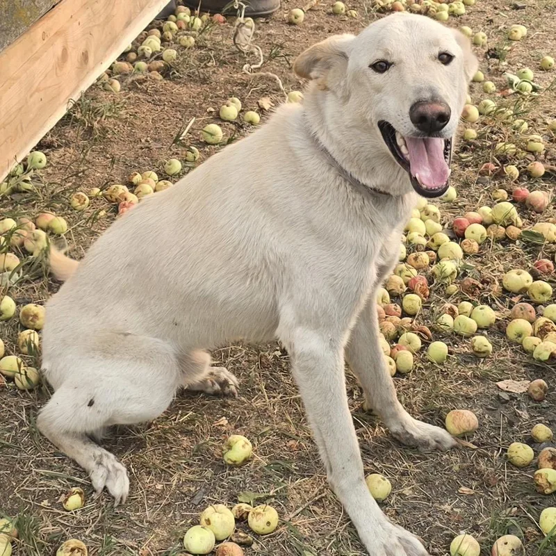 An adult large-sized male White / Cream Husky dog named Loki for adoption in Cashmere, WA