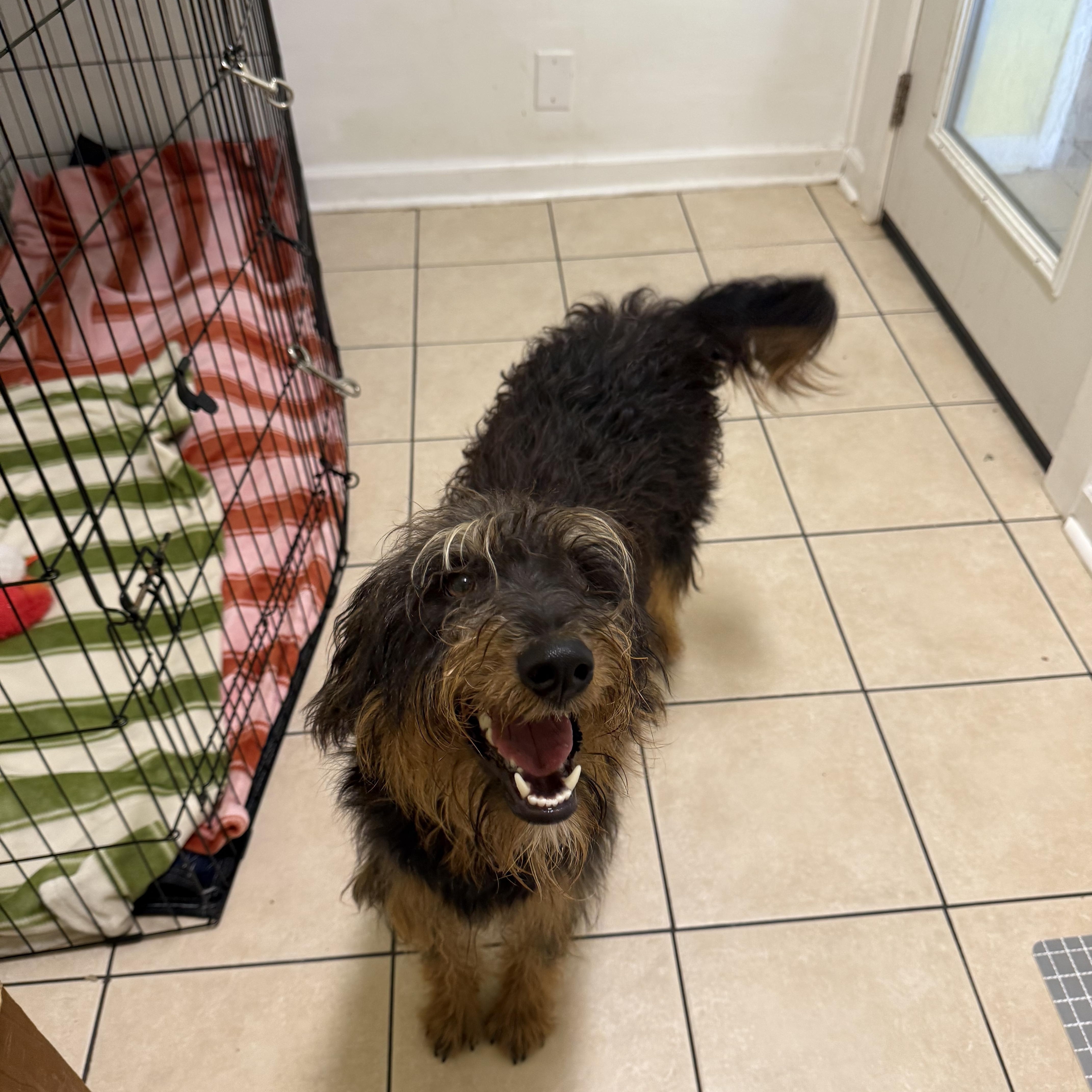 A young medium-sized female Labradoodle dog named Daisy for adoption in Hendersonville, TN