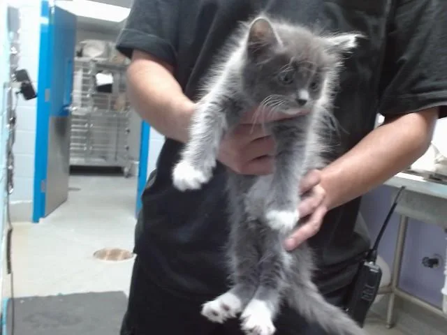 A baby small-sized male Domestic Short Hair cat named Prompto for adoption in Albuquerque, NM