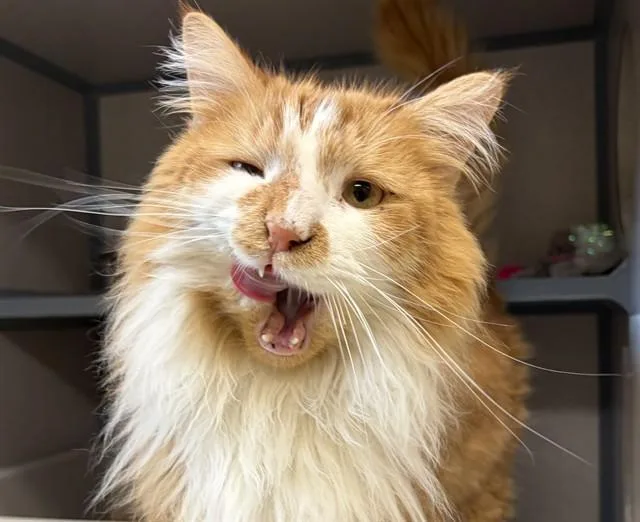 A young medium-sized male Domestic Long Hair cat named Montgomery Cornwallace for adoption in Aliquippa, PA