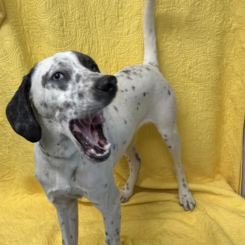 Ozzy Wonderful Boy! thumbnail 2