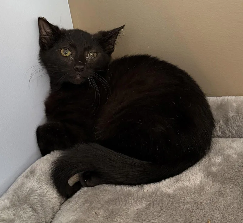 A young medium-sized male Black Domestic Short Hair cat named Banana for adoption in Elkins, WV