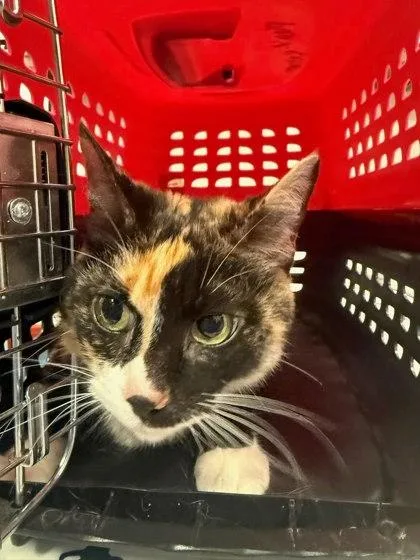An adult medium-sized female Domestic Short Hair cat named Pandy for adoption in Washington, DC