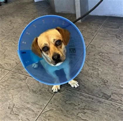 A young small-sized male Dachshund dog named Benji for adoption in Los Angeles, CA