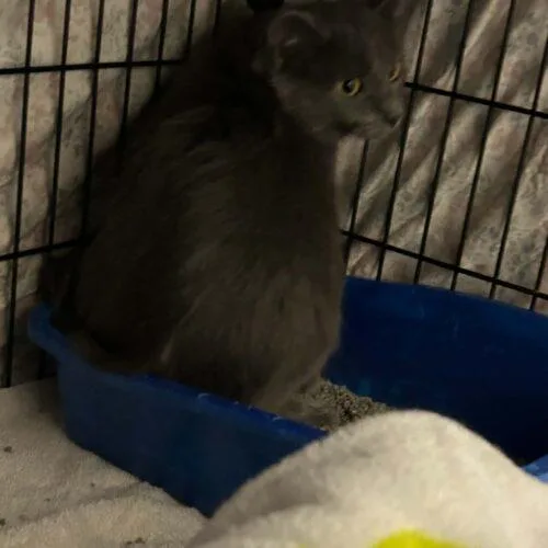 A baby small-sized female Gray / Blue / Silver Domestic Long Hair cat named Cashmere for adoption in Burlington, IA