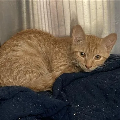 A baby medium-sized female Tabby (Orange / Red) Domestic Short Hair cat named Aruba for adoption in Prince Frederick, MD