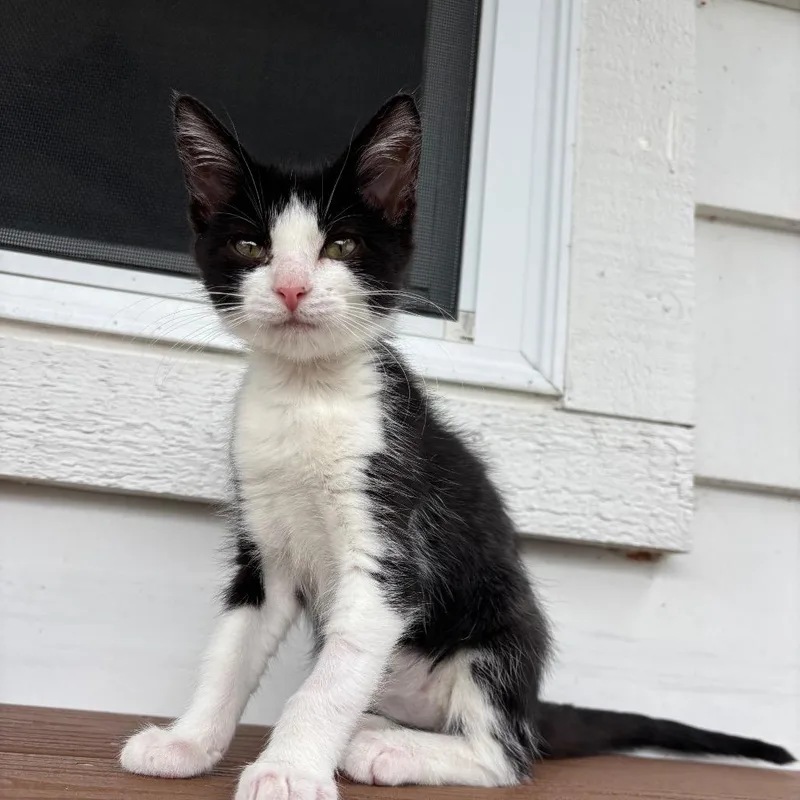 A baby small-sized female Black & White / Tuxedo Domestic Short Hair cat named Cookie for adoption in Fenton, MI