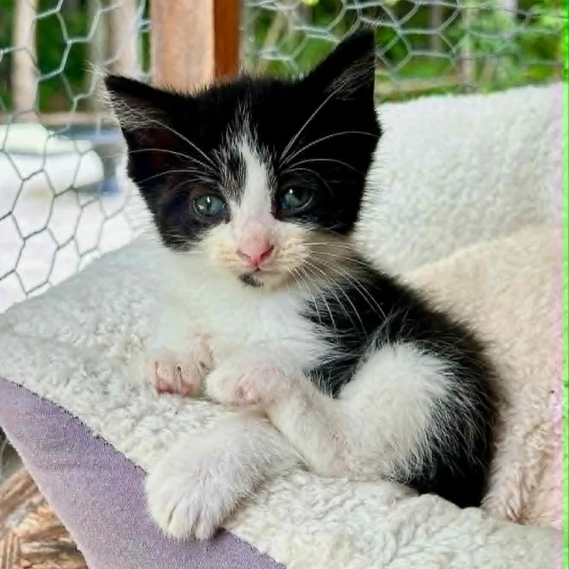 A baby small-sized female Black Domestic Short Hair cat named Colette for adoption in Alexandria, VA