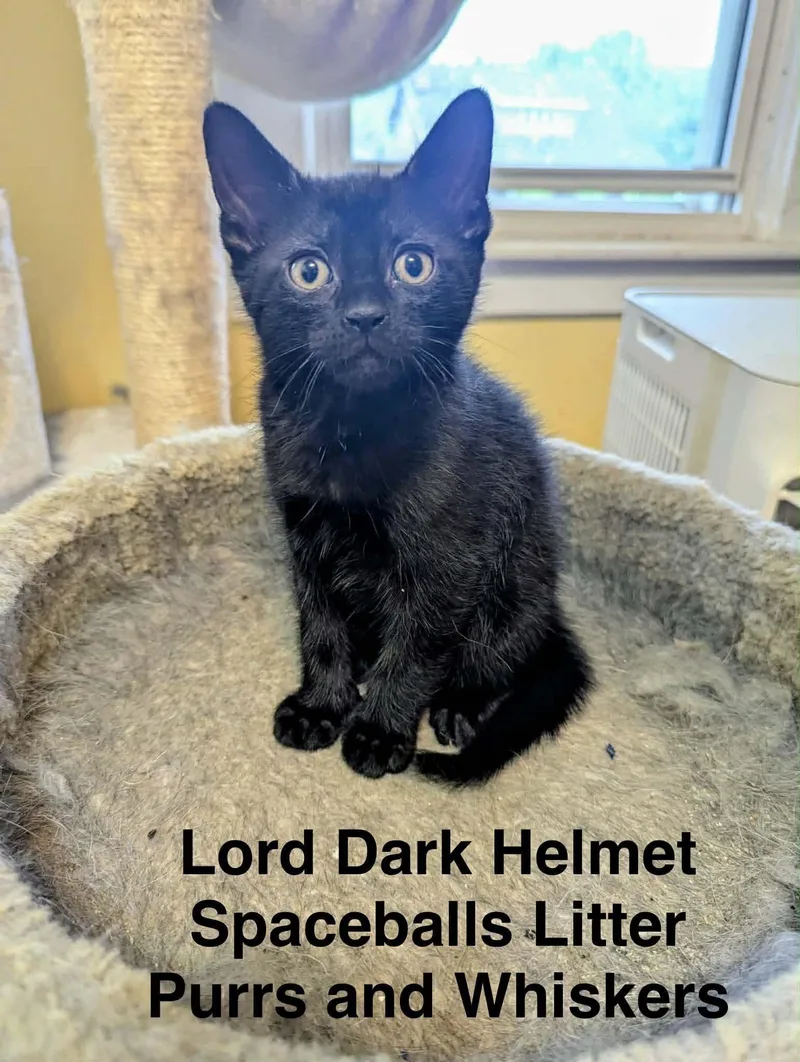 A baby medium-sized male Black Domestic Short Hair cat named Lord Dark Helmet for adoption in New Hartford, NY