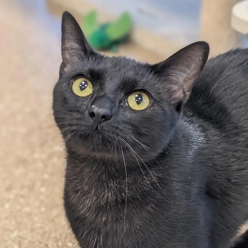 A young medium-sized female Domestic Short Hair cat named Scout for adoption in Sonoma, CA