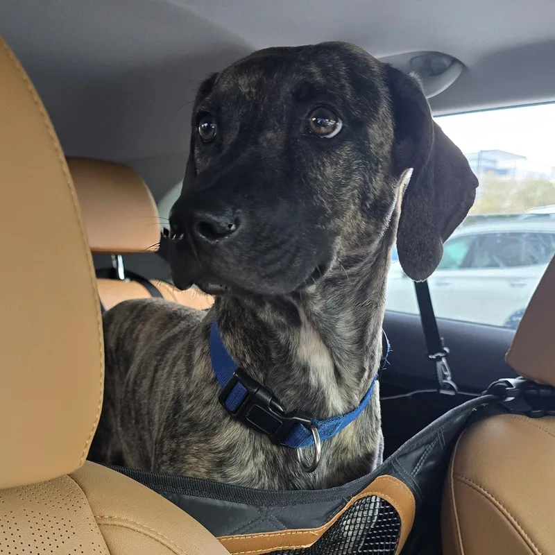 Bobo Brt thumbnail 5