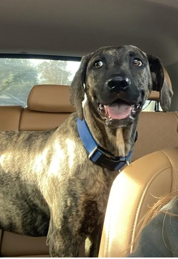 A baby large-sized male Brindle Plott Hound dog named Bobo Brt for adoption in Missouri City, TX