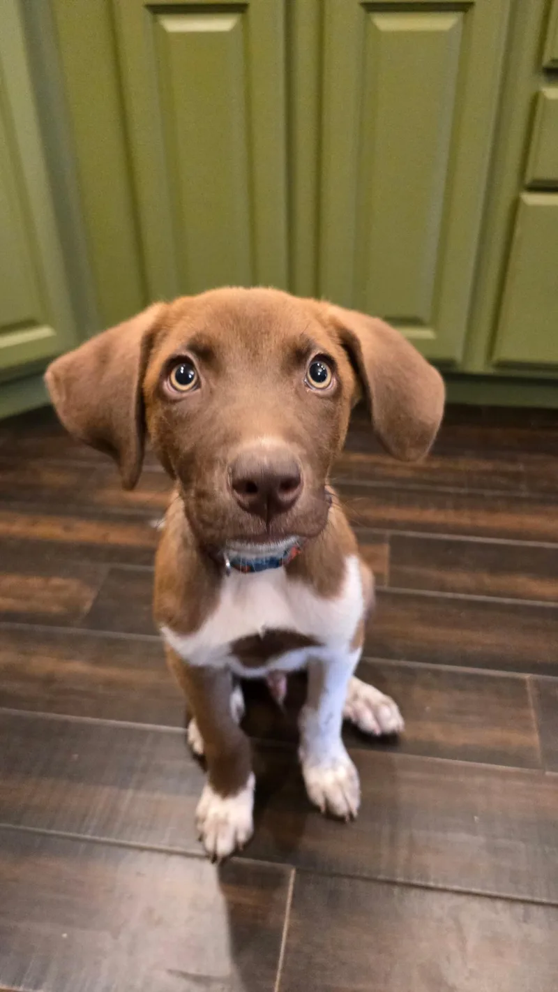 A baby medium-sized male Retriever dog named Leo for adoption in Pflugerville, TX