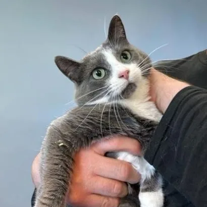 An adult medium-sized female Gray & White Domestic Short Hair cat named Violet for adoption in Elyria, OH