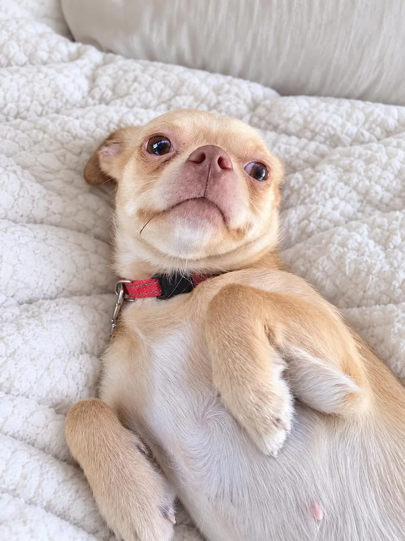 A young small-sized female Chihuahua dog named Dolly for adoption in Liverpool, TX