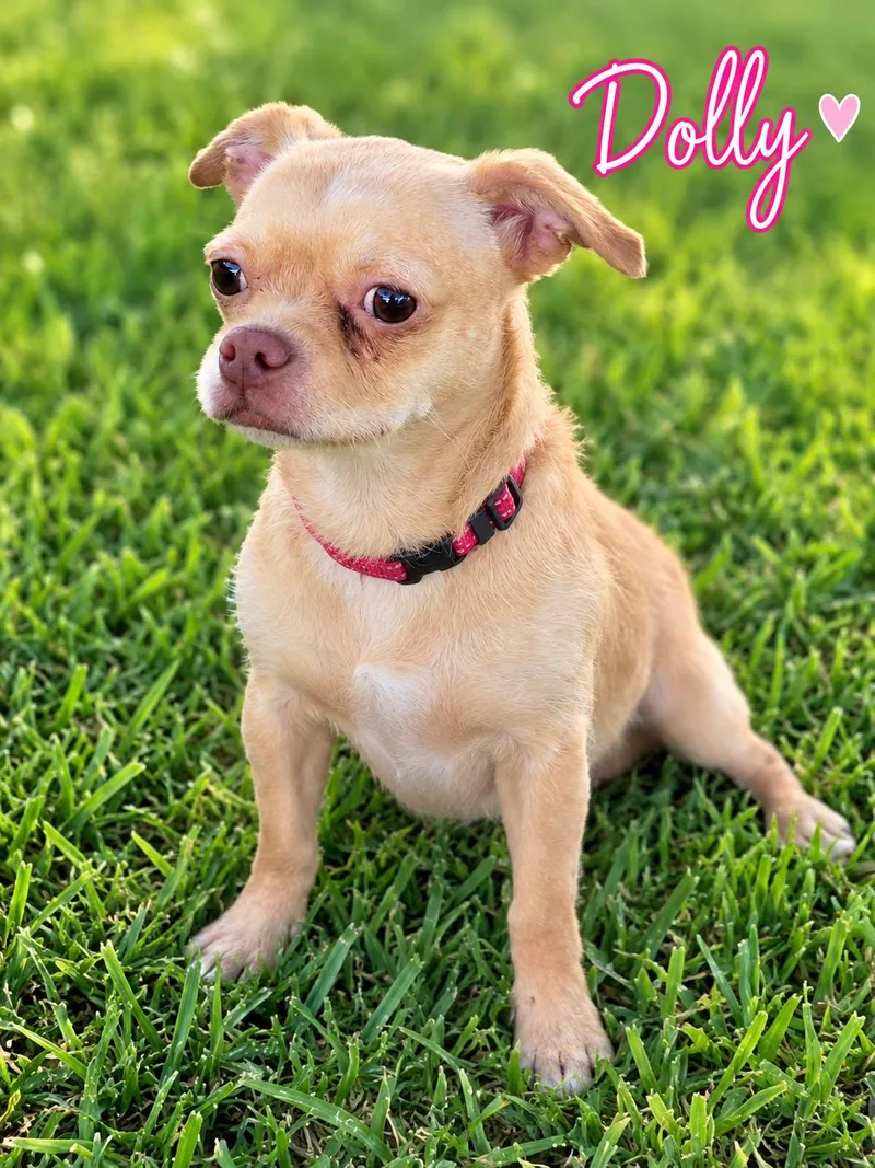 Dolly thumbnail 3
