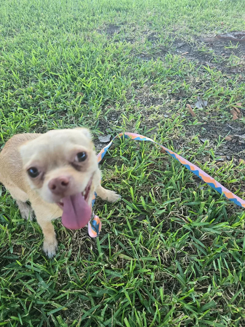 Dolly thumbnail 5