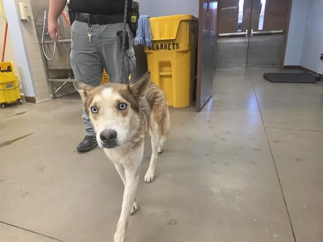 An adult large-sized male Siberian Husky dog named Manny for adoption in Phoenix, AZ