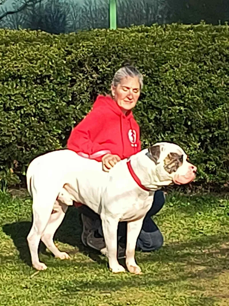 An adult extra large-sized male White / Cream American Bully dog named Link for adoption in Elyria, OH