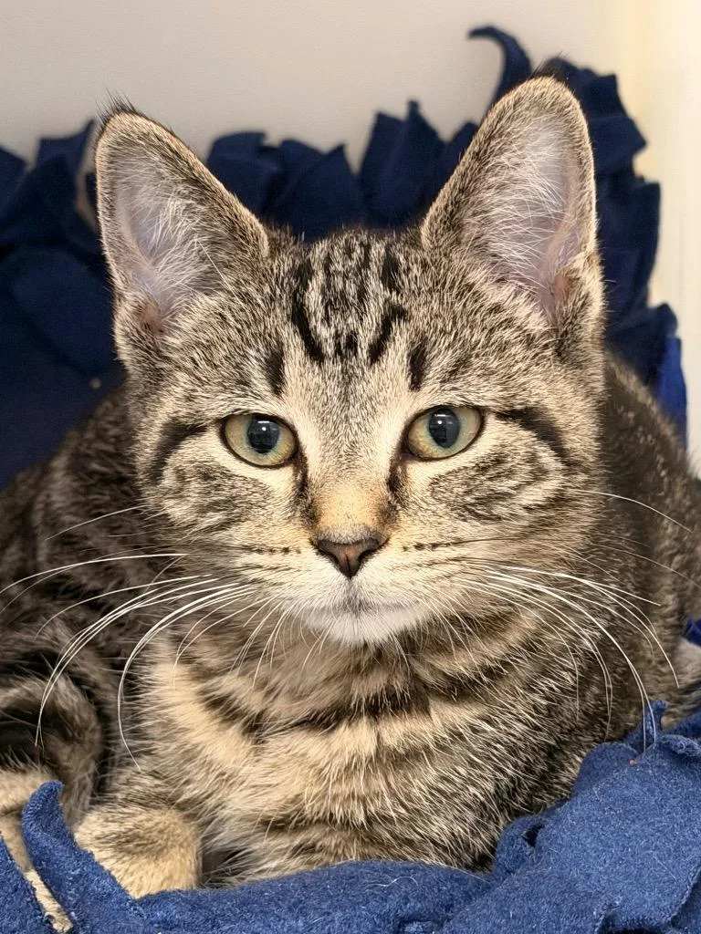 A baby medium-sized female Domestic Short Hair cat named Heart for adoption in Menomonie, WI