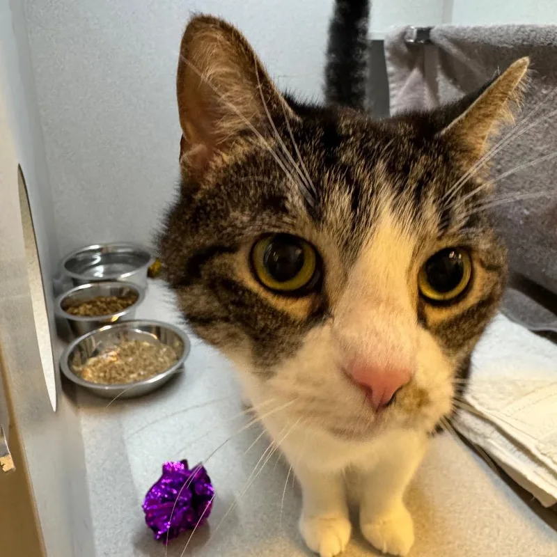A senior large-sized male White Domestic Short Hair cat named Colby Jack for adoption in Pittsburgh, PA