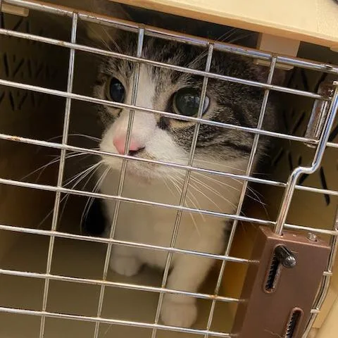 Colby Jack thumbnail 2