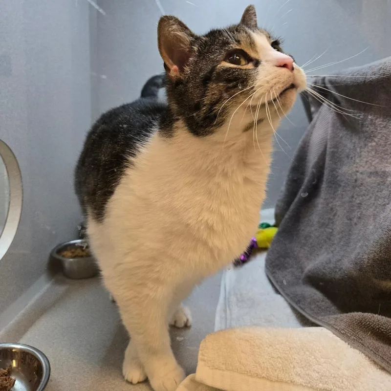 Colby Jack thumbnail 3