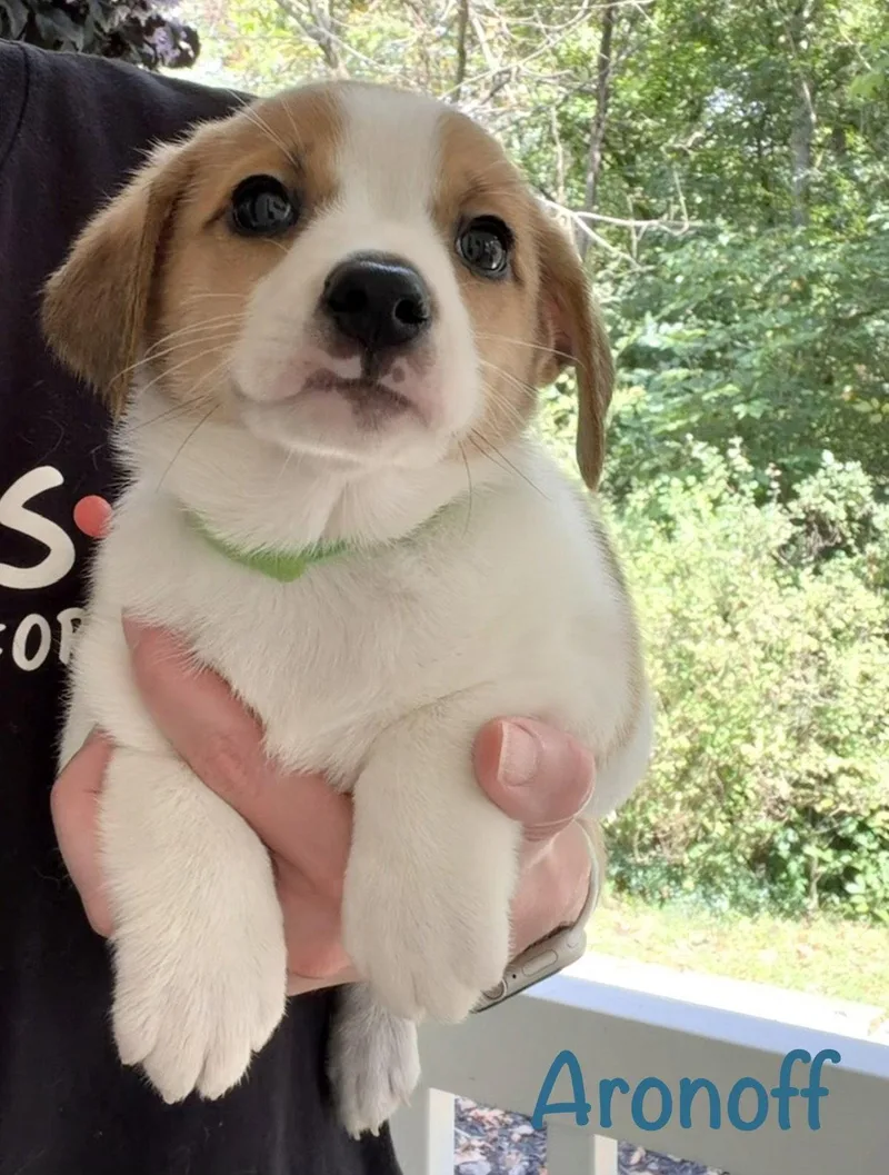 A baby small-sized male Corgi dog named Aronoff for adoption in Newport, KY