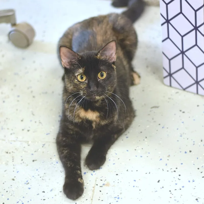 An adult medium-sized female Domestic Medium Hair cat named Fern for adoption in Belleville, IL