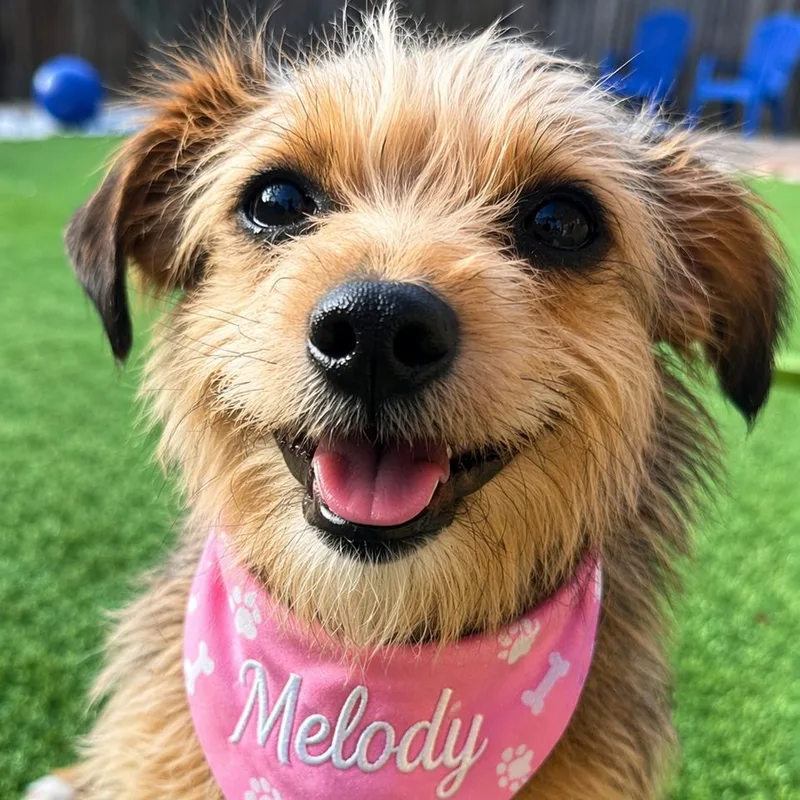 A young small-sized female Border Terrier dog named Melody for adoption in Dallas, TX