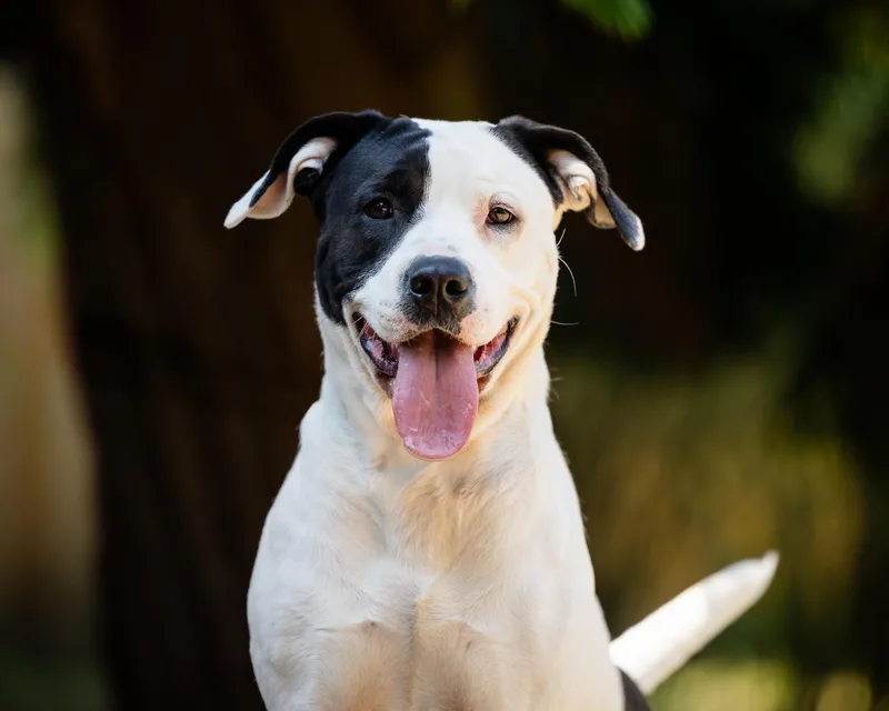 A young large-sized female Pit Bull Terrier dog named Paisley for adoption in Salem, OR