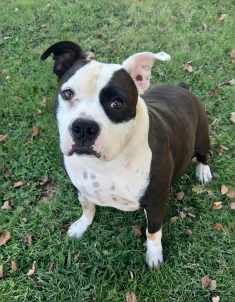An adult large-sized male American Bully dog named Chubs for adoption in Dandridge, TN
