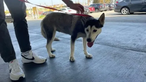 An adult large-sized female Siberian Husky dog named Anita for adoption in Los Angeles, CA