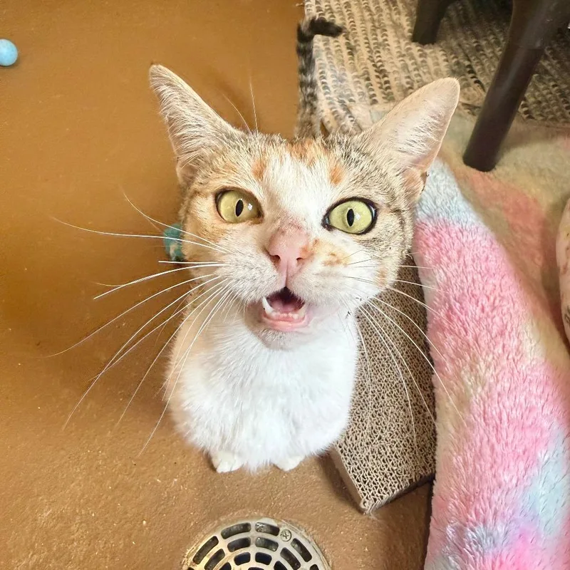 A young medium-sized female White Domestic Short Hair cat named Mango for adoption in Agoura Hills, CA