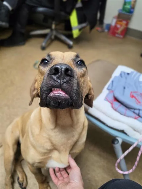 A young medium-sized female Black Mouth Cur dog named Carmella for adoption in Newton, NC