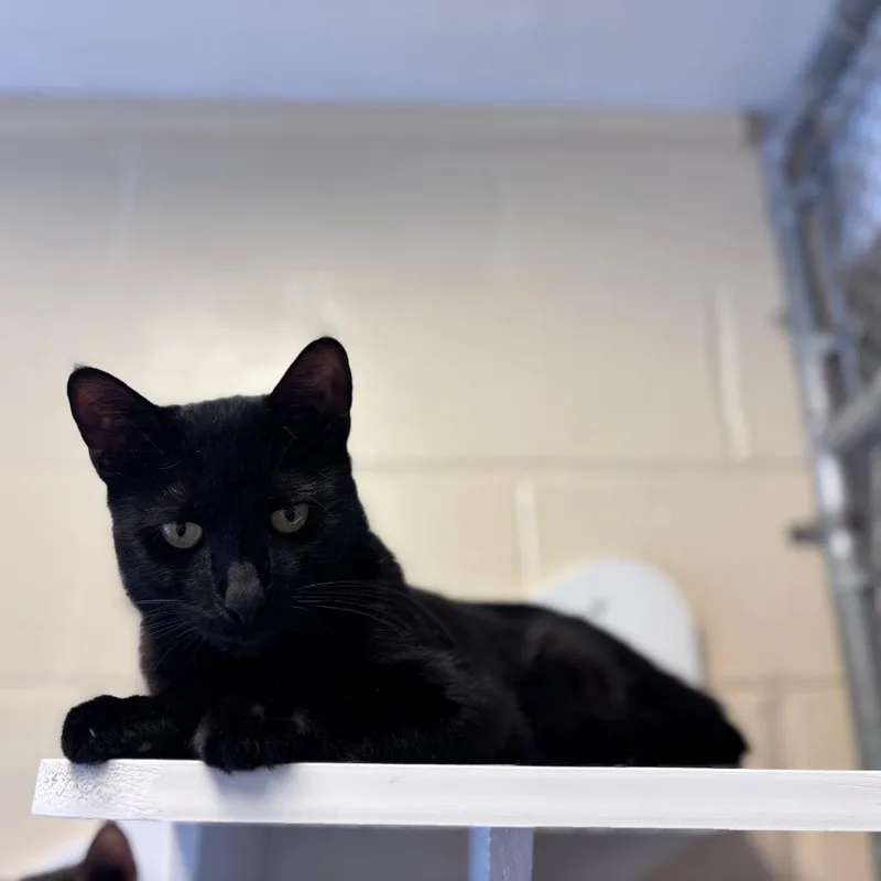 An adult large-sized male Black Domestic Short Hair cat named Teddy for adoption in Birdsboro, PA