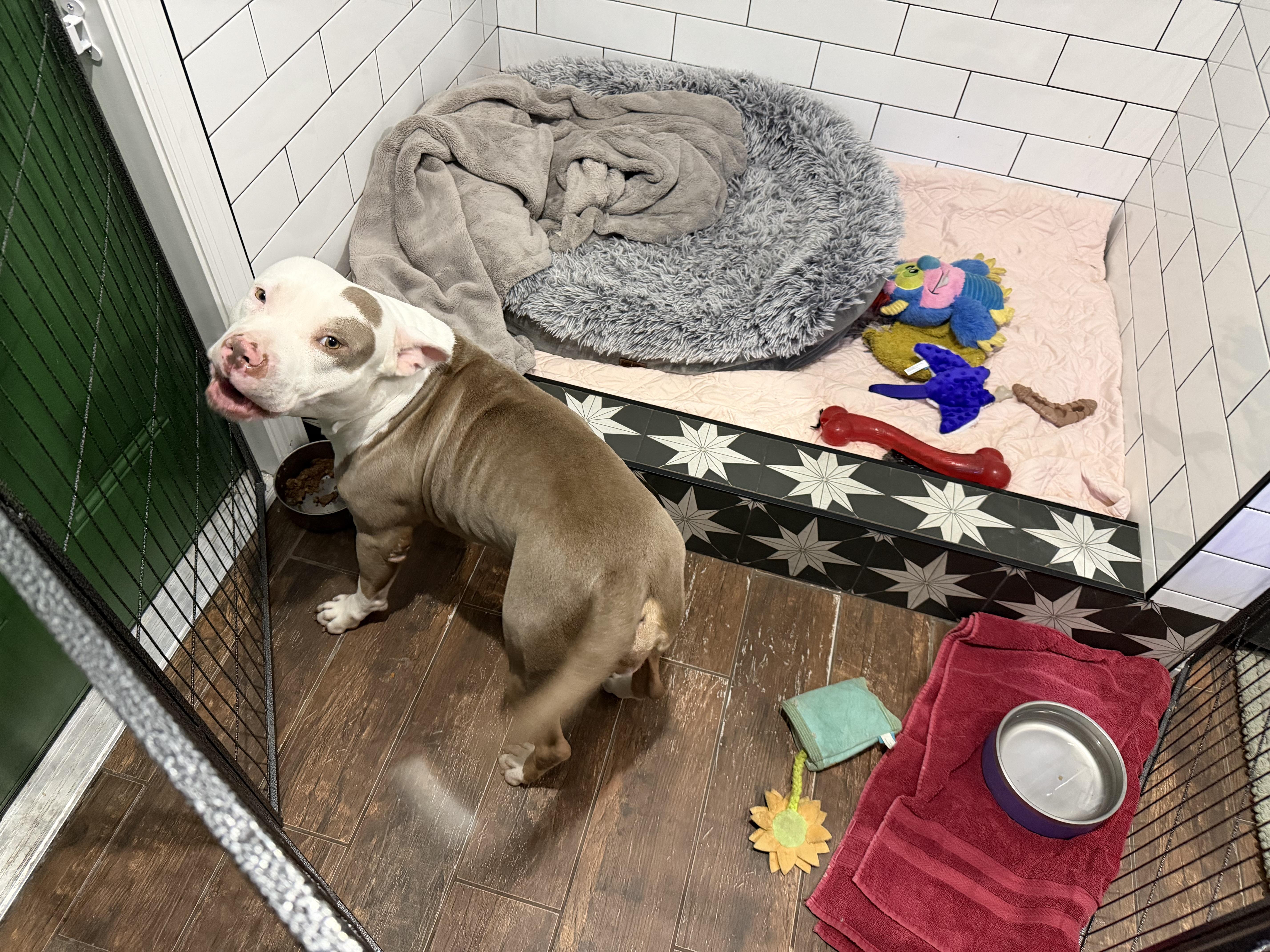 A young large-sized male American Bully dog named Sushi for adoption in Fort Lauderdale, FL