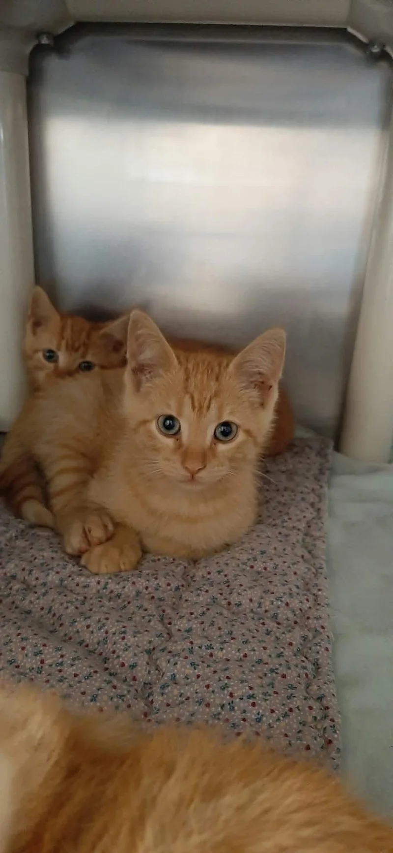 A baby medium-sized male Domestic Short Hair cat named Buggati for adoption in Georgetown, OH