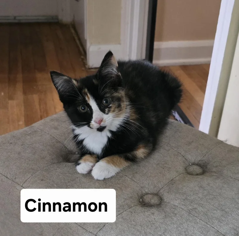 Cinnamon