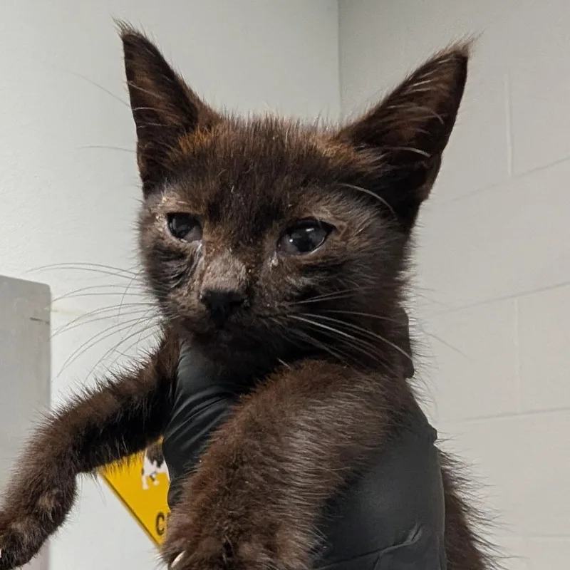 A baby small-sized male Black Domestic Short Hair cat named Hercules for adoption in Greenville, SC