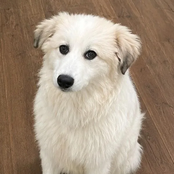 A young medium-sized female Great Pyrenees dog named Rosie Posy for adoption in Atlanta, GA