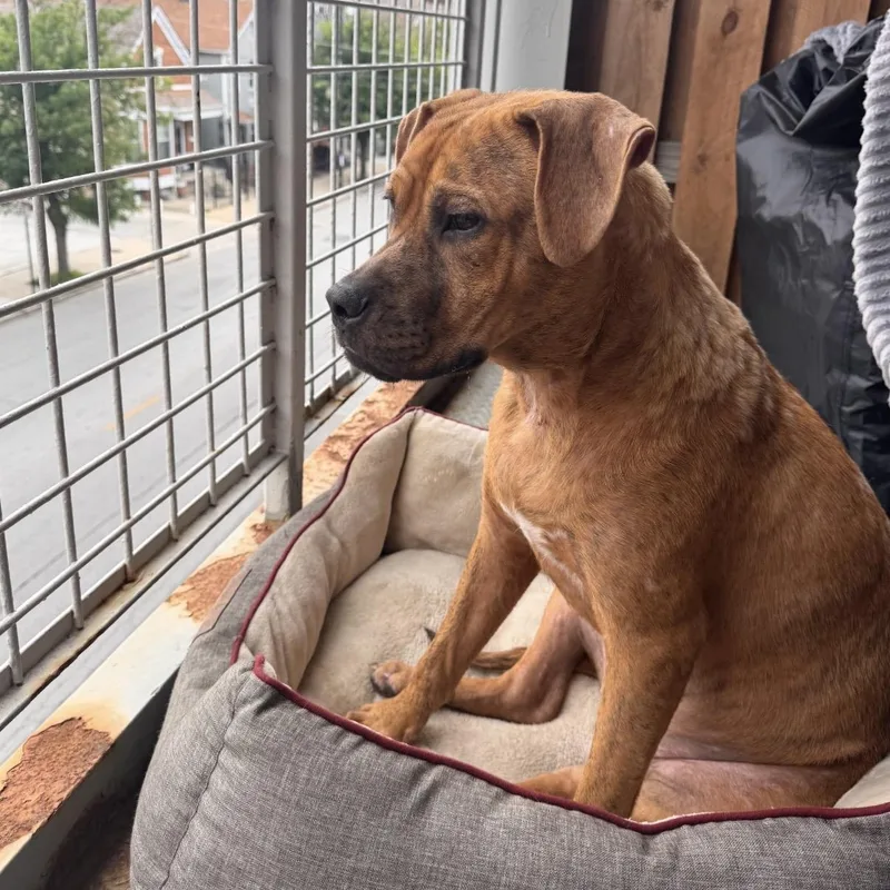 A young medium-sized male Boxer dog named Toby for adoption in Olive Branch, MS