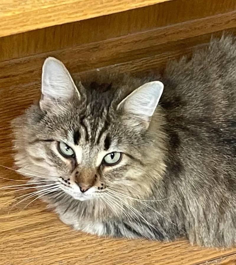 An adult medium-sized female Domestic Long Hair cat named Zoe for adoption in Westfield, NY