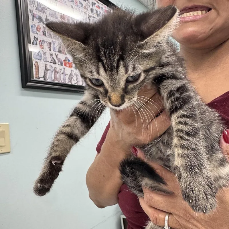 A baby small-sized female Brown / Chocolate Domestic Short Hair cat named Sallie for adoption in Hamburg, NY