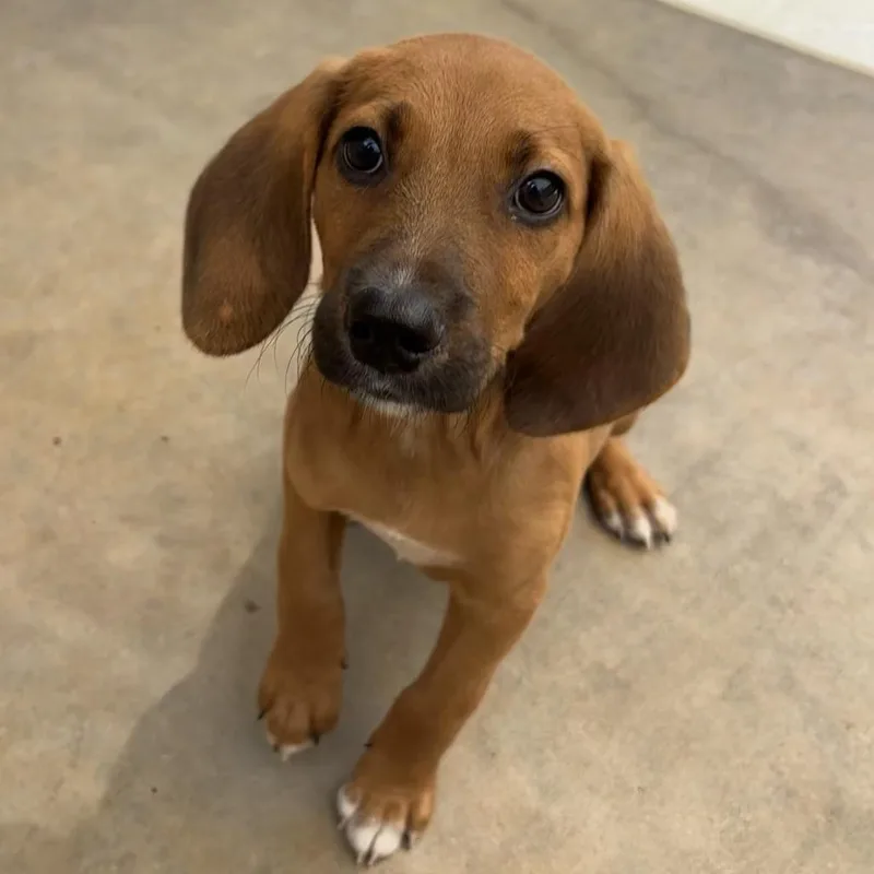A baby small-sized male Black Beagle dog named Waldorf for adoption in Freeport, FL