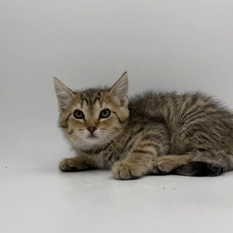 A baby medium-sized female Domestic Short Hair cat named Smarty Pants for adoption in State College, PA
